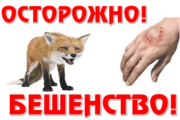 Памятка о бешенстве у животных