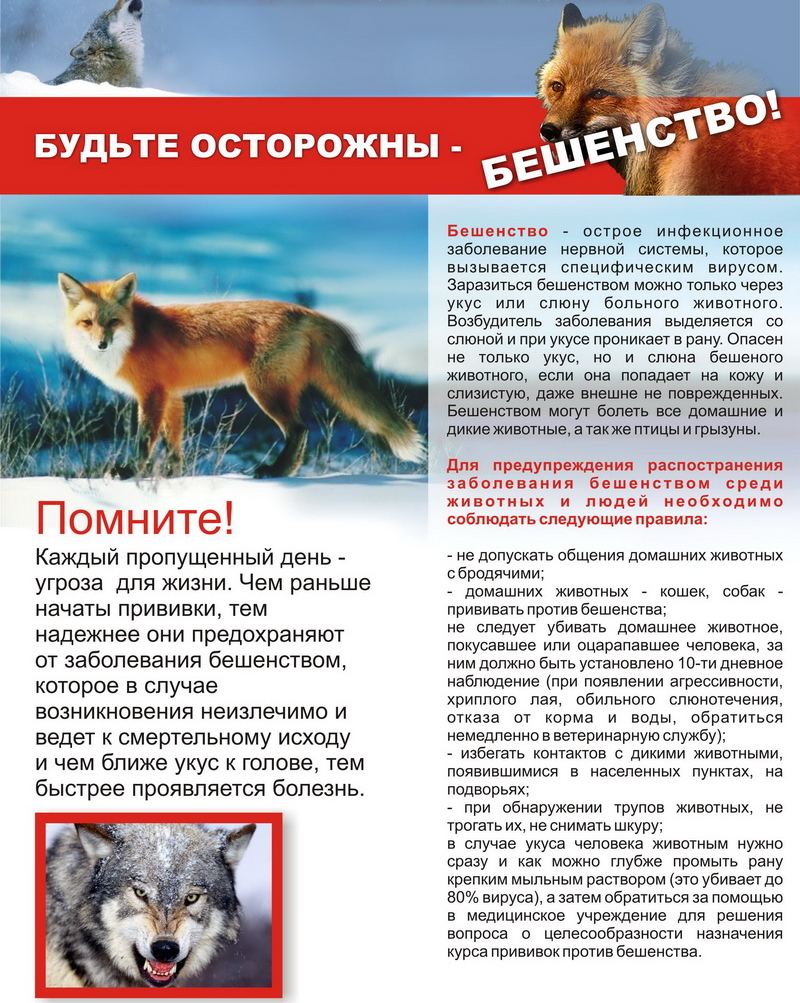 Памятка о бешенстве у животных